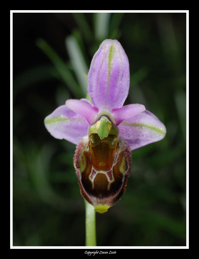 Ophrys exaltata subsp. archipelagi o ibrido?